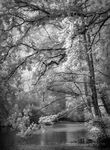 Dart backwater