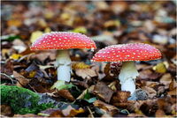 Fly Agaric