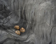 Limpets
