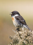 Stonechat