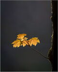 Sycamore