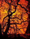 IR treescape