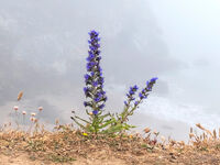 Viper's Bugloss