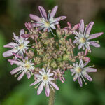 Hogweed
