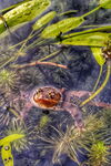 Toad in the hole