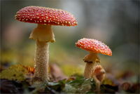 Fly Agaric