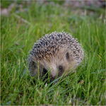 Hedgehog