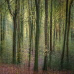 Into the beech woods