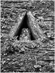 Tawny Owl