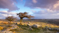 Windswept