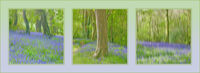 Bluebells