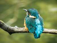 Kingfisher