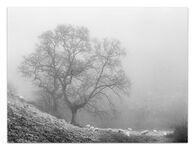 Misty oaks