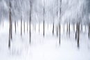 Winter Forest