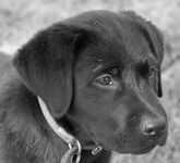Bailey Boy