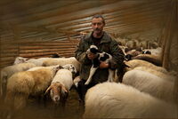 Mustapha's Lamb II