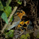 Robins Nest