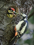Great Spotted Woodpeckers