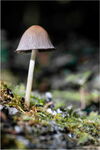 Ink Cap
