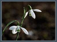 Snowdrops