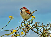 Male Hedge Sparrow