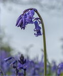 Native Bluebell