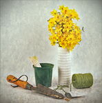 Still Life with Narcissi