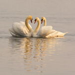 Swans