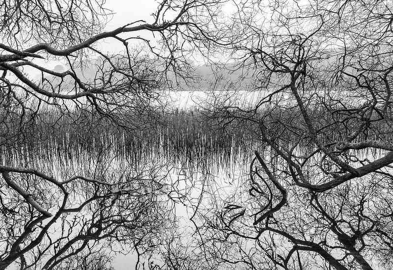 Tendrils