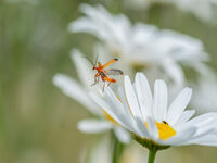 Common Red Soldier Beetle