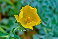 Evening Primrose
