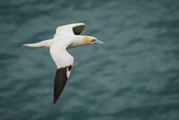 Gannet in Flight