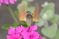 Hummingbird Hawkmoth 2