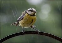 Bedraggled Bluetit