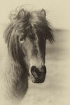 Dartmoor Pony Portrait