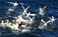 Gannets