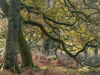 Entwined Trees