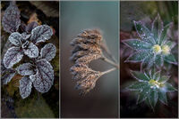 Winter Garden Triptych
