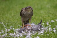 Sparrowhawk and Pigeon