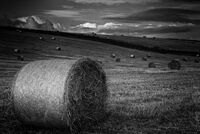 Harvest