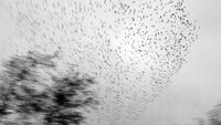 Starling murmuration