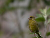 Sturdy Greenfinch