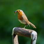 Robin with Worm