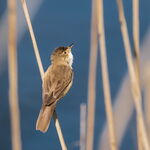 Reed warbler