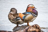 Mandarin duck couple
