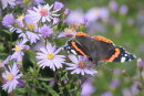 Red Admiral