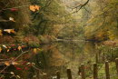 The Dart at Hembury Woods
