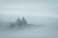 Rising Above the Fog