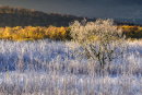 Cairngorm Autumn Frost
