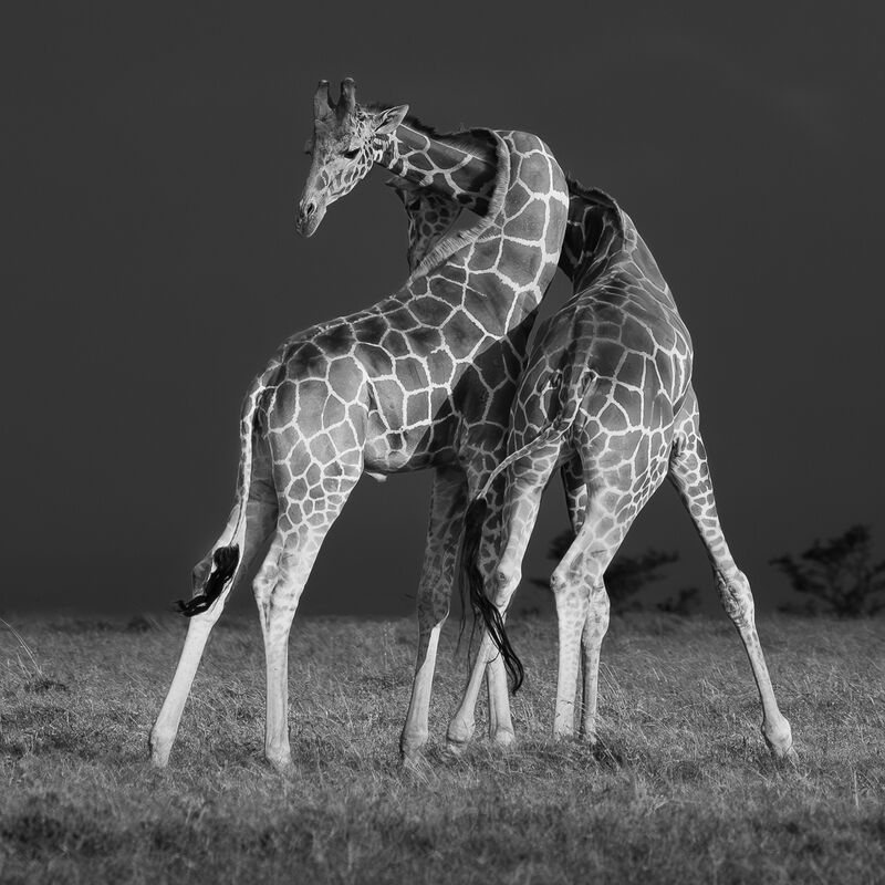 Sparring Young Giraffes